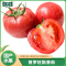 [苏鲜生]陕西普罗旺斯西红柿 净重2.8斤 小果 新鲜自然熟蔬菜草莓心水果当季沙瓤大番茄