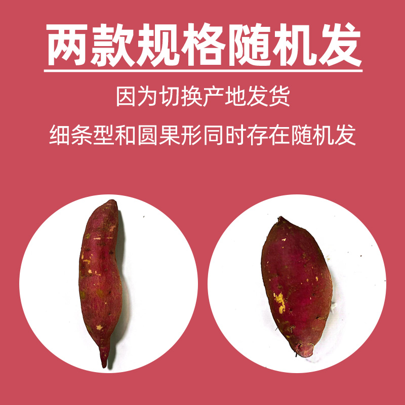 [西沛生鲜]海南小香薯 净重5斤 小果 板栗红薯新鲜现挖农家自种地瓜蜜薯软糯香甜高清大图