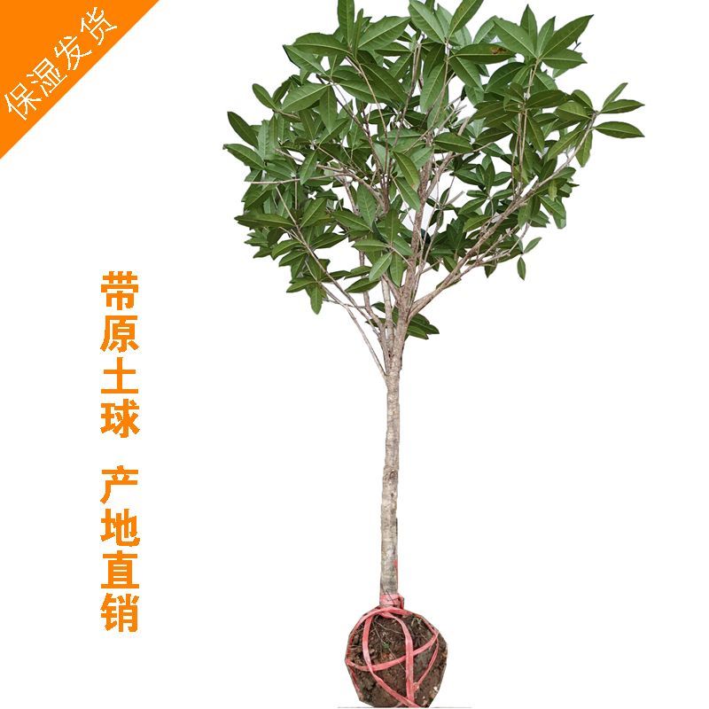 桂花树苗大树庭院地栽盆栽金桂丹桂八月桂状元红四季征地绿植花卉报价 参数 图片 视频 怎么样 问答 苏宁易购