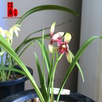 建兰四季兰兰花苗夏带花苞出售好养易活绿植花卉盆栽收藏店铺并购买送兰花专用肥不含盆