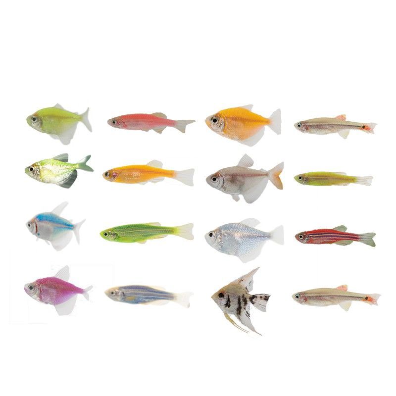 鱼观赏鱼鱼苗热带鱼斑马鱼热带淡水小型天使鱼耐活灯鱼宠物鱼活鱼23cm