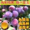 李子树苗早熟晚熟嫁接蜂糖李青脆李子苗南北方种植果树苗当年结果 黑霸王李子 试种苗[1棵装]不包活