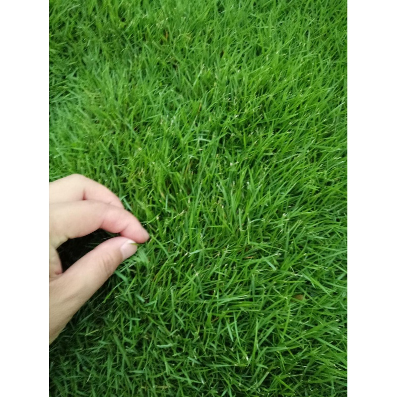 草子绿化草籽四季常青庭院护坡固土草种籽草皮草坪种子黑麦草视频