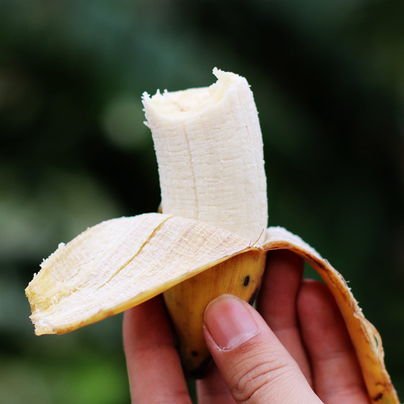 贵州糯米香蕉2.5kg 新鲜自然熟芭蕉糯米蕉水果皇帝蕉小米蕉