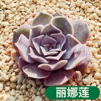 多肉植物 丽娜莲 盆栽绿植花卉盆花组合多肉办公室盆景 丽娜莲/冠幅直径约34厘米 不含 丽娜莲/冠幅直径约34厘米