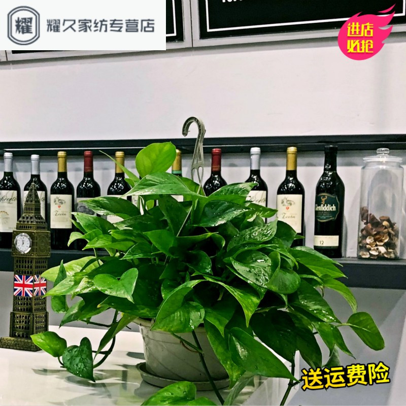 大叶绿萝植物盆栽室内吸除甲醛长藤绿箩吊兰花卉水培绿植办公（请先与客服确认再下单）