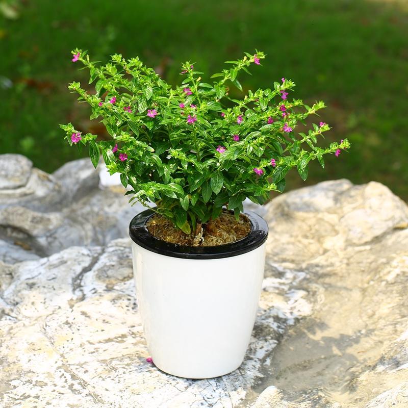 满天星盆栽植物室内绿植四季开花庭院阳台楼顶花卉驱蚊康乃馨植物