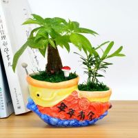 室内盆栽植物花卉观叶植物客厅小盆景-小茶壶富贵竹罗汉松