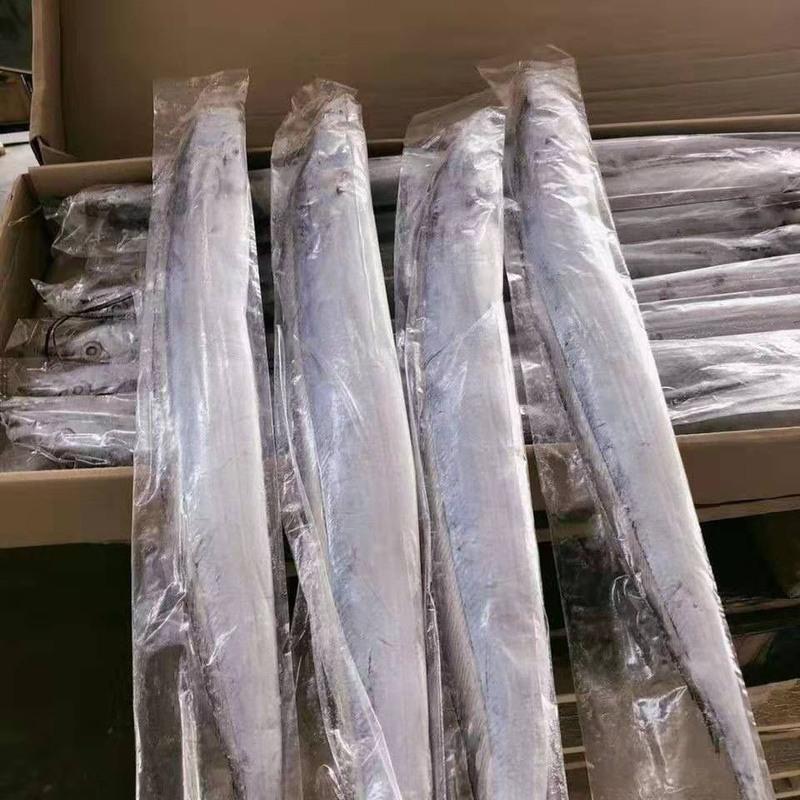 赛卡伊舟山特大无冰海捕小眼渤海带鱼新鲜鲜活海鲜水产整条整箱批发每