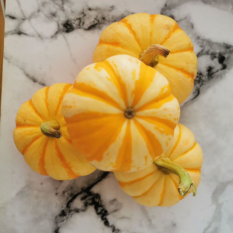 赛卡伊金桔瓜迷你贝贝小金瓜辅食万圣节雕刻摆设用品太阳瓜