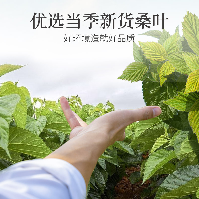 青源堂牌 桑叶30g 霜后桑葚叶 桑叶养蚕茶花草养生茶泡水