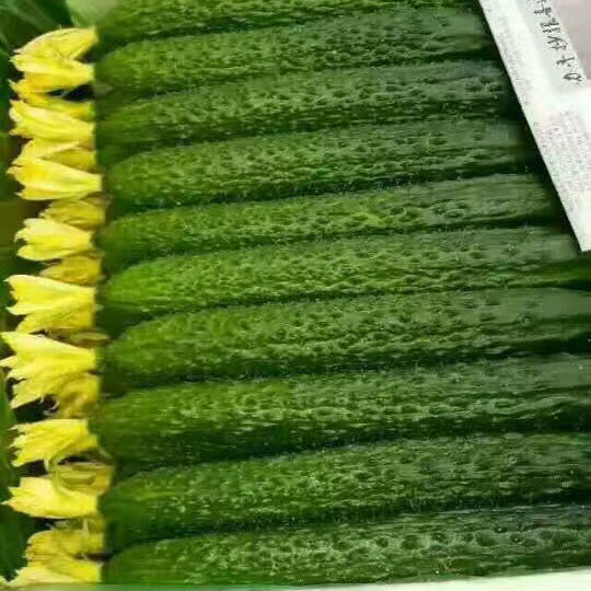 黄瓜大花鲜花素 小黄瓜蘸花沾花点花药 一组十斤水 量大从优