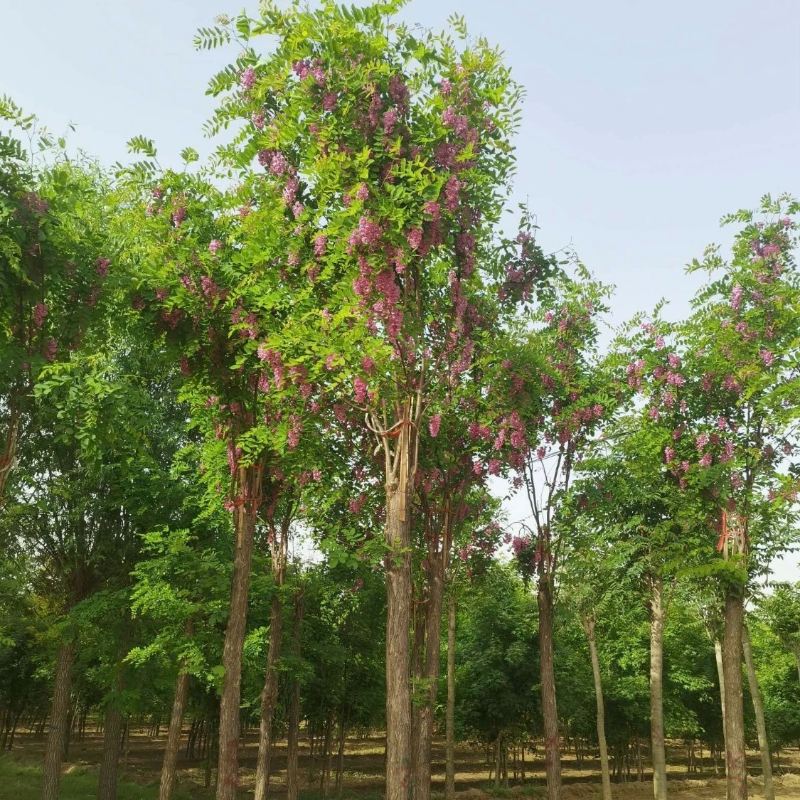 诚智旺 香槐 Ф80-120mm/束高清大图