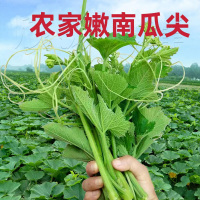 [西沛生鲜]南瓜藤新鲜南瓜尖 净重2斤 农家自种南瓜叶粗条藤茎嫩南瓜时令青蔬菜