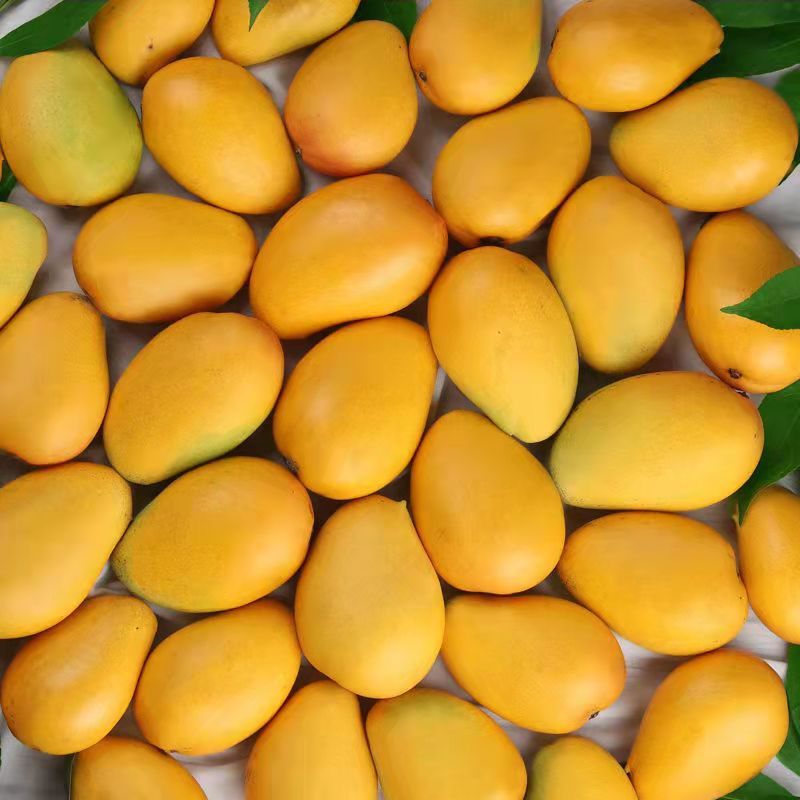 芒果海南小台芒5斤新鲜小台芒应季水果现摘热带芒果整箱大果