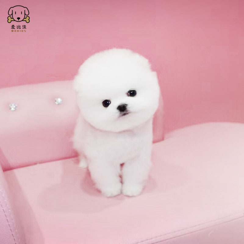 麦比佳 宠物狗狗活体博美犬幼犬活体哈多利系球体博美俊介狗狗小体玩具型血统级长不大茶杯犬纯白色黄色博美狗高清大图