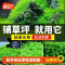 爬地矮珍珠前景水草植物日本水下叶鱼缸造景水培真草古法养鱼趴地
