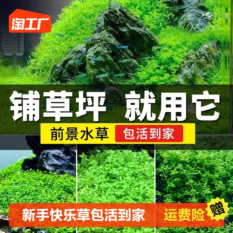 爬地矮珍珠前景水草植物日本水下叶鱼缸造景水培真草古法养鱼趴地
