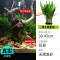 鱼缸造景莫斯沉木水榕无土植物懒人增氧真水草趴地矮珍珠陀草
