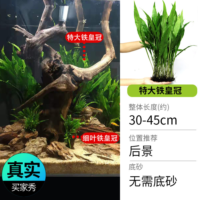 鱼缸造景莫斯沉木水榕无土植物懒人增氧真水草趴地矮珍珠陀草