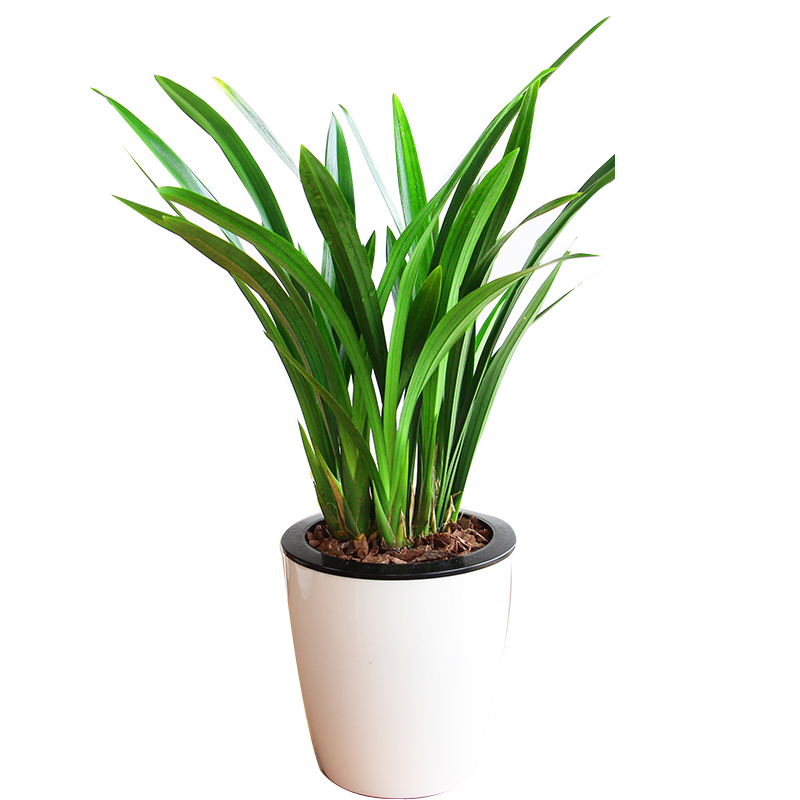 醉春木企黑墨兰兰花苗盆栽植物室内花卉绿植办公室客厅除甲醛盆景