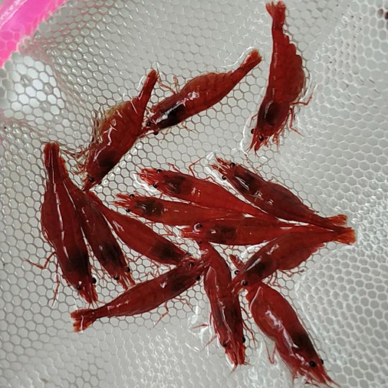 包活90只观赏虾大极火虾集火虾黑壳虾活虾樱花虾鱼缸草缸小香吉士25只