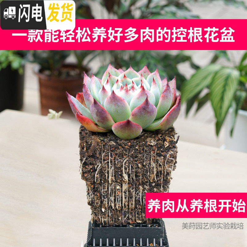 三维工匠美莳多肉控根花盆带托盘大号透气肉肉植物花盆创意多肉塑料花盆器 黑托+6个黑盆(口径10cm) 中等花盆容器
