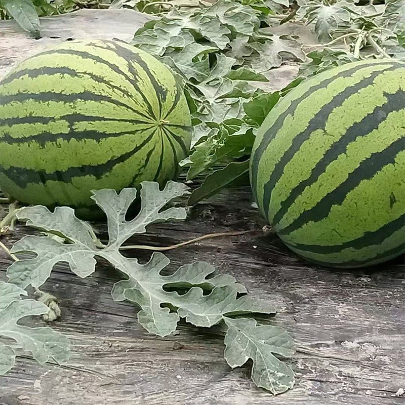 生鲜>水果>瓜类>野云沟>新疆大西瓜吐鲁番甜王大西瓜16斤起自然成熟超