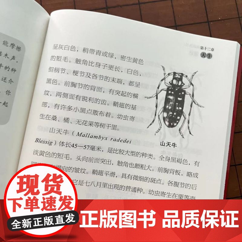 [央视网]昆虫漫话 讲述 蜜蜂 蝴蝶 萤火虫 蚊蝇 蟋蟀 蝗虫 螳螂等14种昆虫的习性与生活 以及关于它们的寓言 传说高清大图