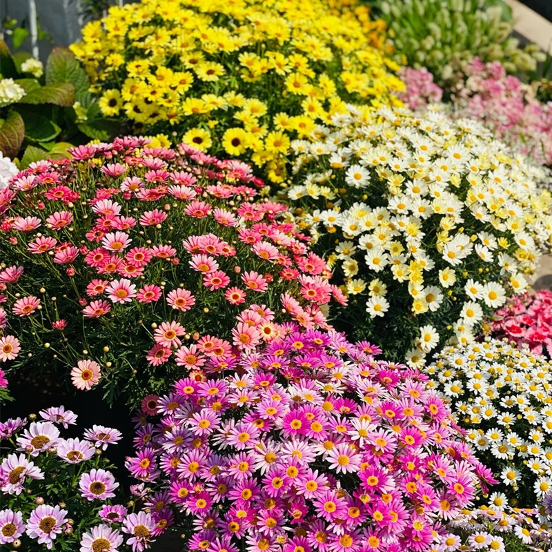 回固蓝色玛格丽特盆栽观赏多色可选雏菊花室外阳台耐寒花卉花期久蓝玛