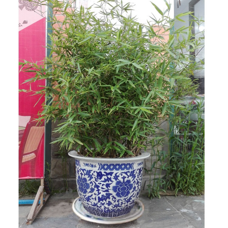 陶瓷青花瓷特大号铁树盆阳台水培古达盆栽方形家用花盆