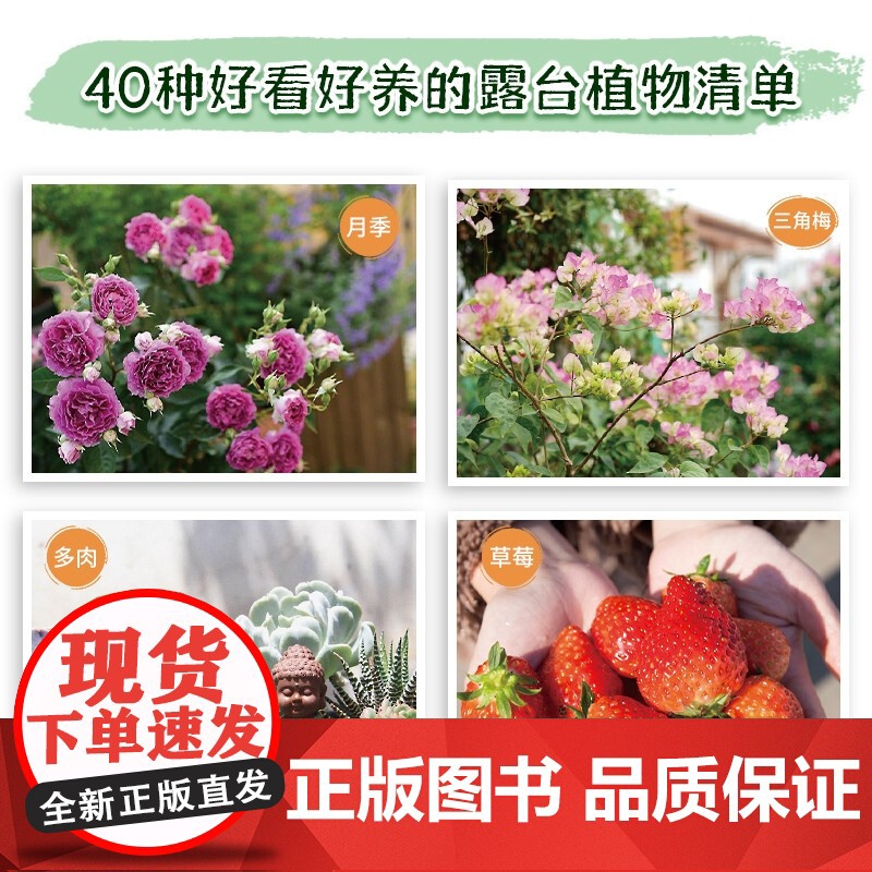 超实用 我的露台花园 哓气婆 著 参考性与实用性兼备 图片精美 赏心悦目 生活高清大图