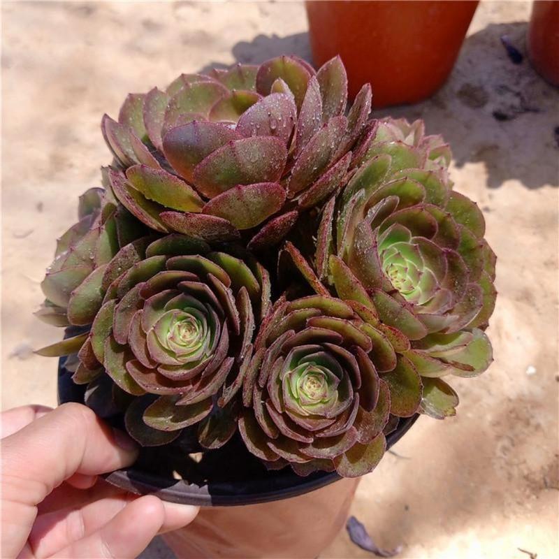 多肉植物法师沙拉碗万圣节荷兰圆叶盆栽花卉捧花状 沙拉碗手捧花20