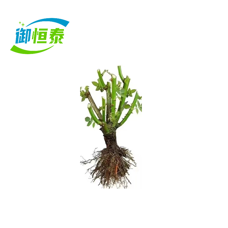 御恒泰胜春红粉黄/颗高清大图