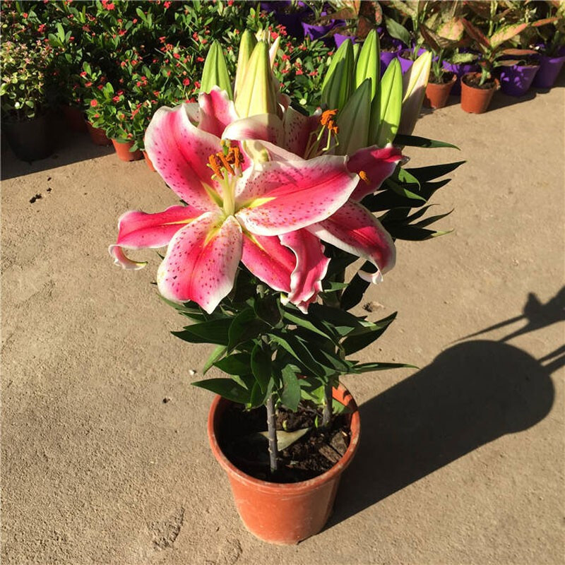 古达园艺用品古达百合花盆栽带花苞花卉观花植物室内花香水百合室内好养绿植盆栽香水百合 原盆原土 带盆栽好 价格 图片品牌报价 苏宁易购老蜂匠园艺用品专营店