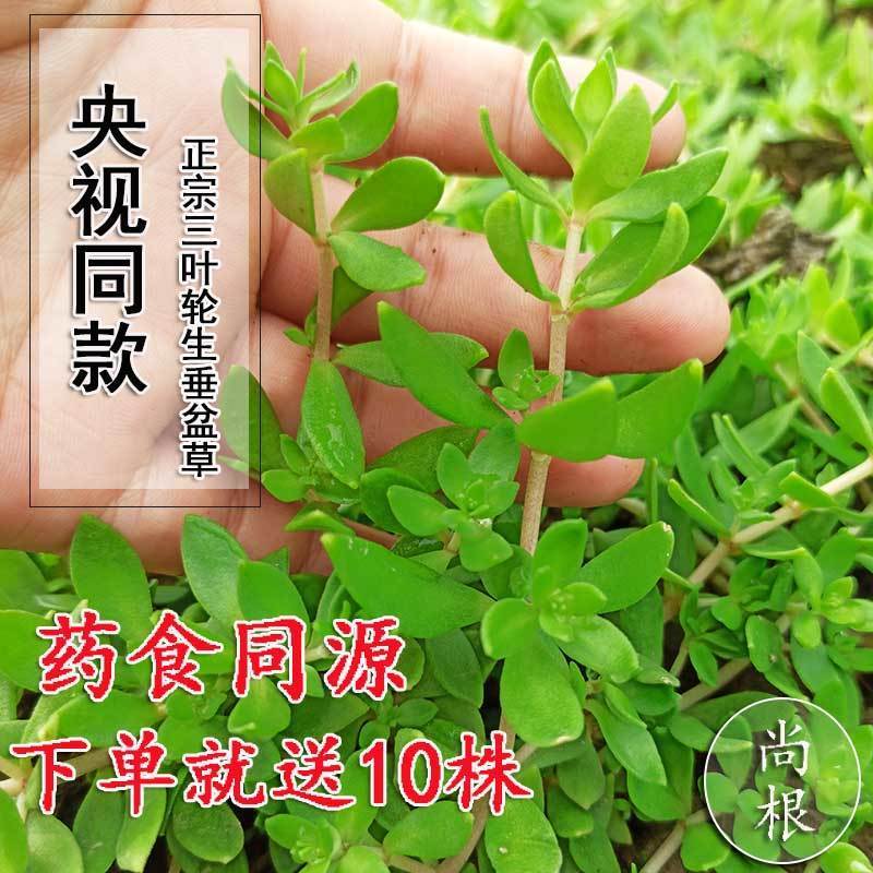 正宗野生中药垂盆草可直接食用可种植垂藤植物现采现发养不死耐活
