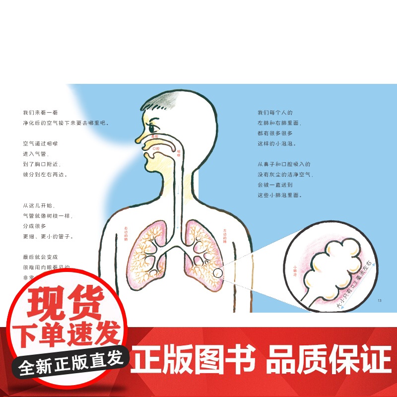 加古里子的身体科学绘本 全10册 儿童绘本 科学绘本 身体 健康 北京科学技术高清大图