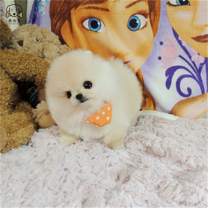 麦比佳 狗狗活体 纯种博美犬幼犬活体宠物狗狗 哈多利系球体博美狗 玩具型博美犬茶杯犬长不大博美日系俊介犬高清大图