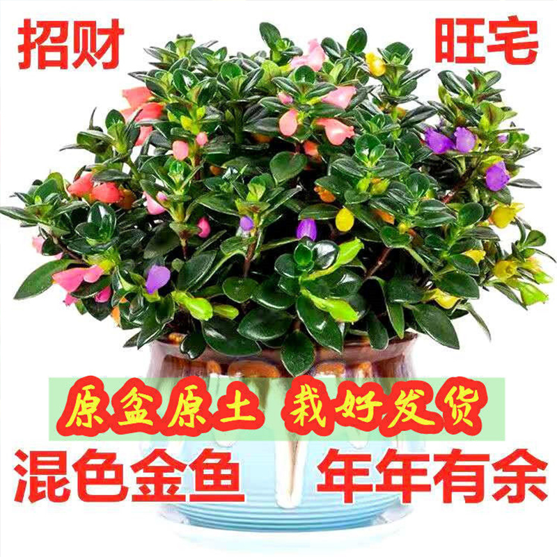 【春节前开花】金鱼花吊兰盆栽四季观花植物办公室内净化空气花卉吸甲醛桌面绿植