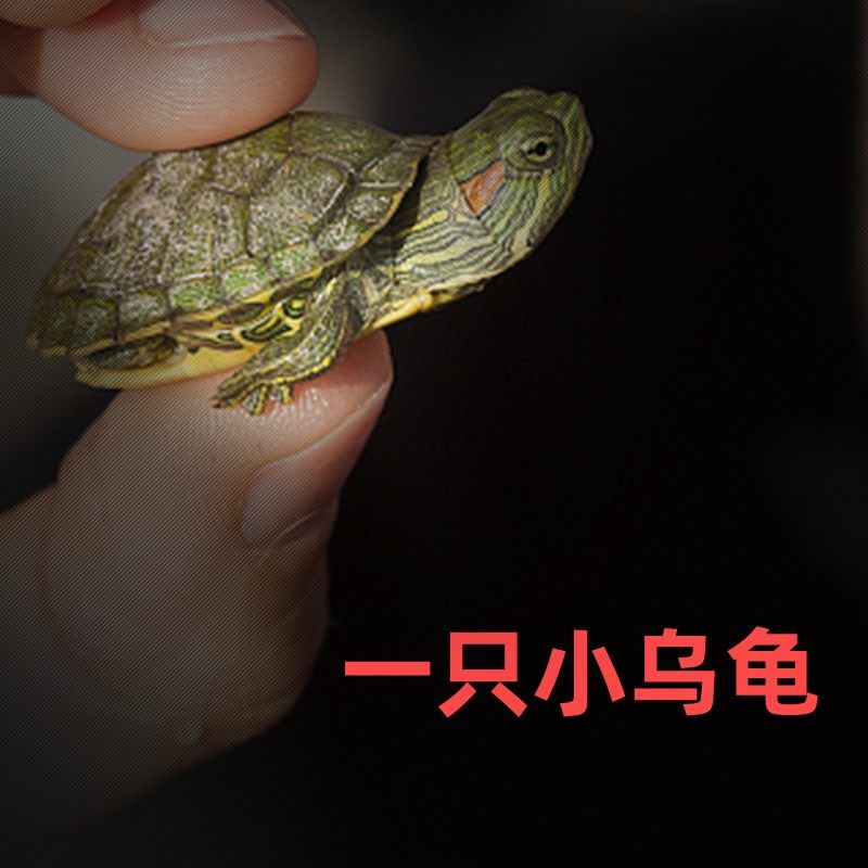 巴西龟 带缸龟缸送2只小乌龟活物带晒台多规格龟盆宠物龟包活 单身龟（1只） 默认尺寸
