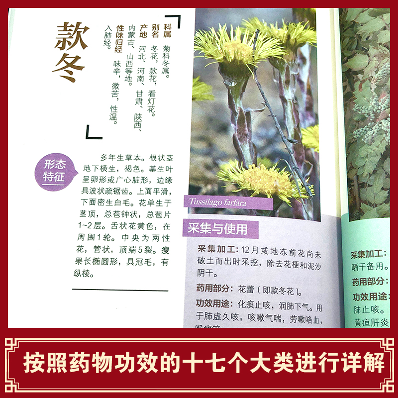 [正版]野外认采草药彩色图鉴图解中华汉方快速认药彩图全套中草药学野外识别应用彩色图鉴中草药彩图大全图解版草药材识别入门高清大图