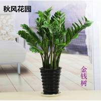 金钱树苗室内盆栽花卉绿植大盆栽财树摇钱树60~70cm高一盆6-8颗不含盆