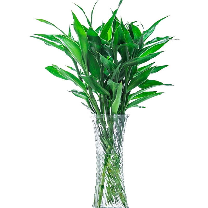 回固富贵竹水培植物盆栽花卉绿植室内花客厅水养绿萝大叶竹节节高