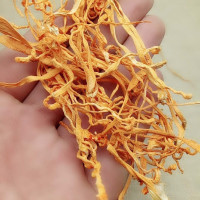 正品金虫草花 干货500克特级 北虫草孢子头蛹虫草非同仁堂