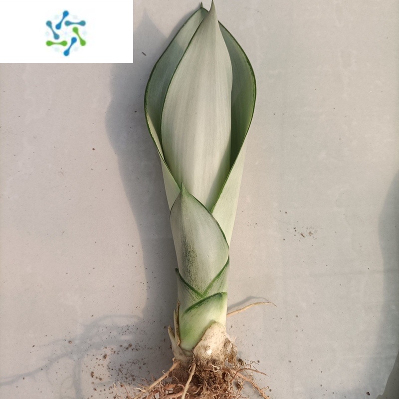 辛夷花 报价行情 排行 品牌 参数 怎么样 图片 商家 苏宁易购