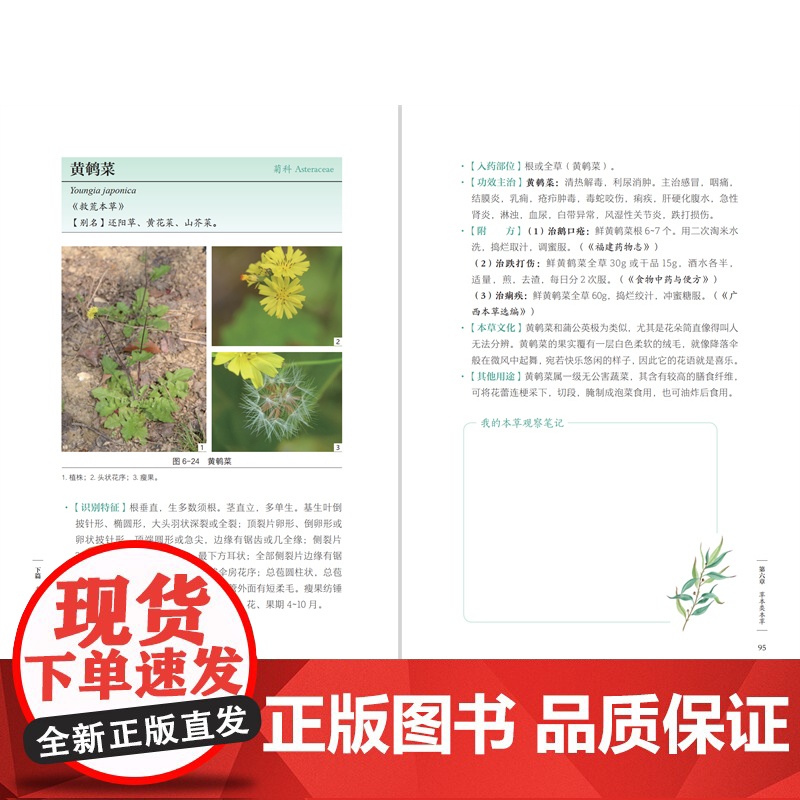 [店]本草观察手账 中草药本草 观察手账 记录笔记 本草博物文高清大图