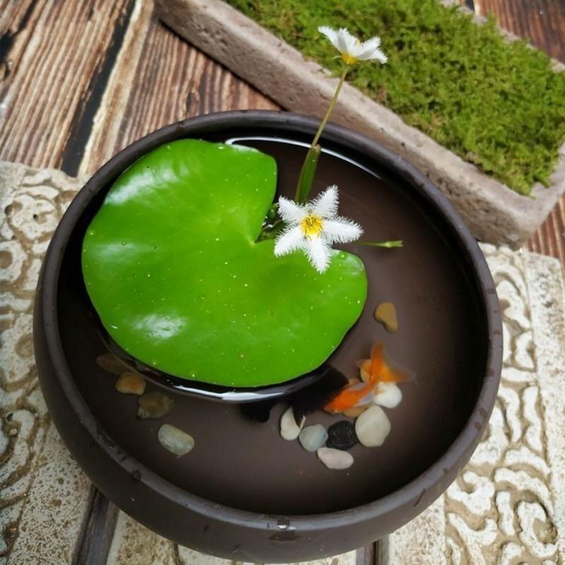 一叶莲 碗莲水生花卉水培植物室内阳台四季开花盆栽鱼缸浮生莲花 迷你