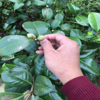 买三送一当年开花茶花苗十八学士5年茶花大苗盆栽绿植花卉庭院地栽绿化四季山茶花树苗木