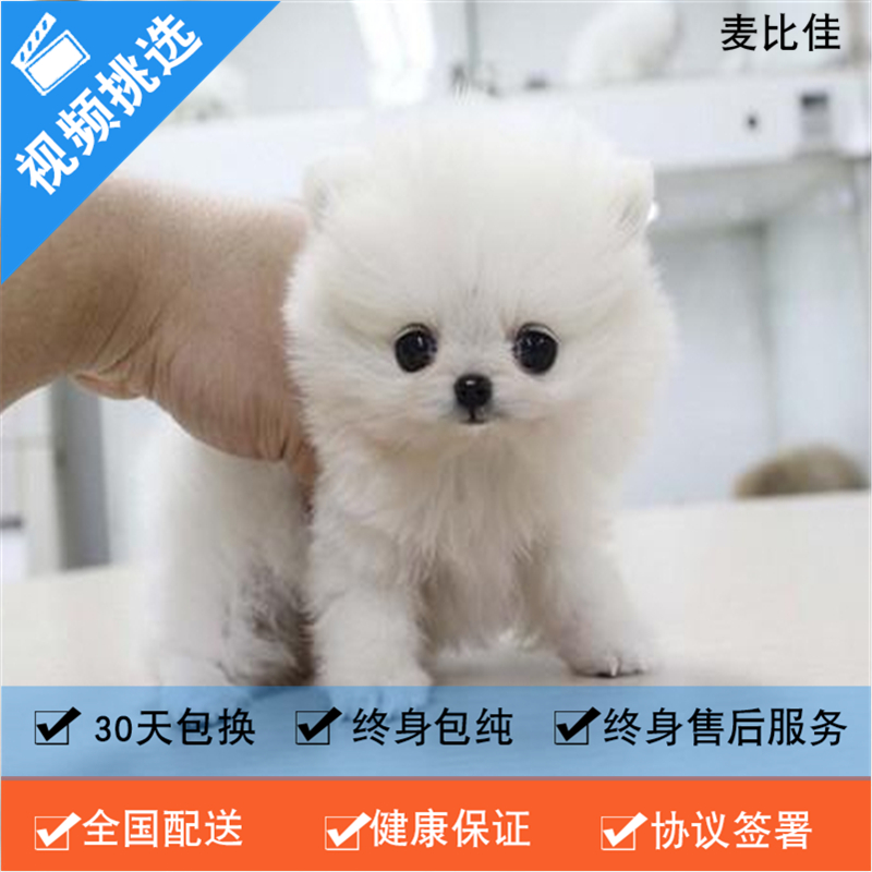 麦比佳 纯种哈多利系球体博美犬活体动物 茶杯博美犬 日系俊杰双血统长不大的茶杯狗白色博美犬 赛级博美犬活体狗狗纯种博美犬高清大图
