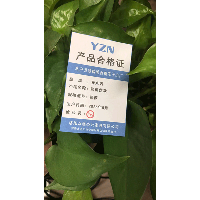 豫众诺 绿植盆栽 绿萝 个高清大图